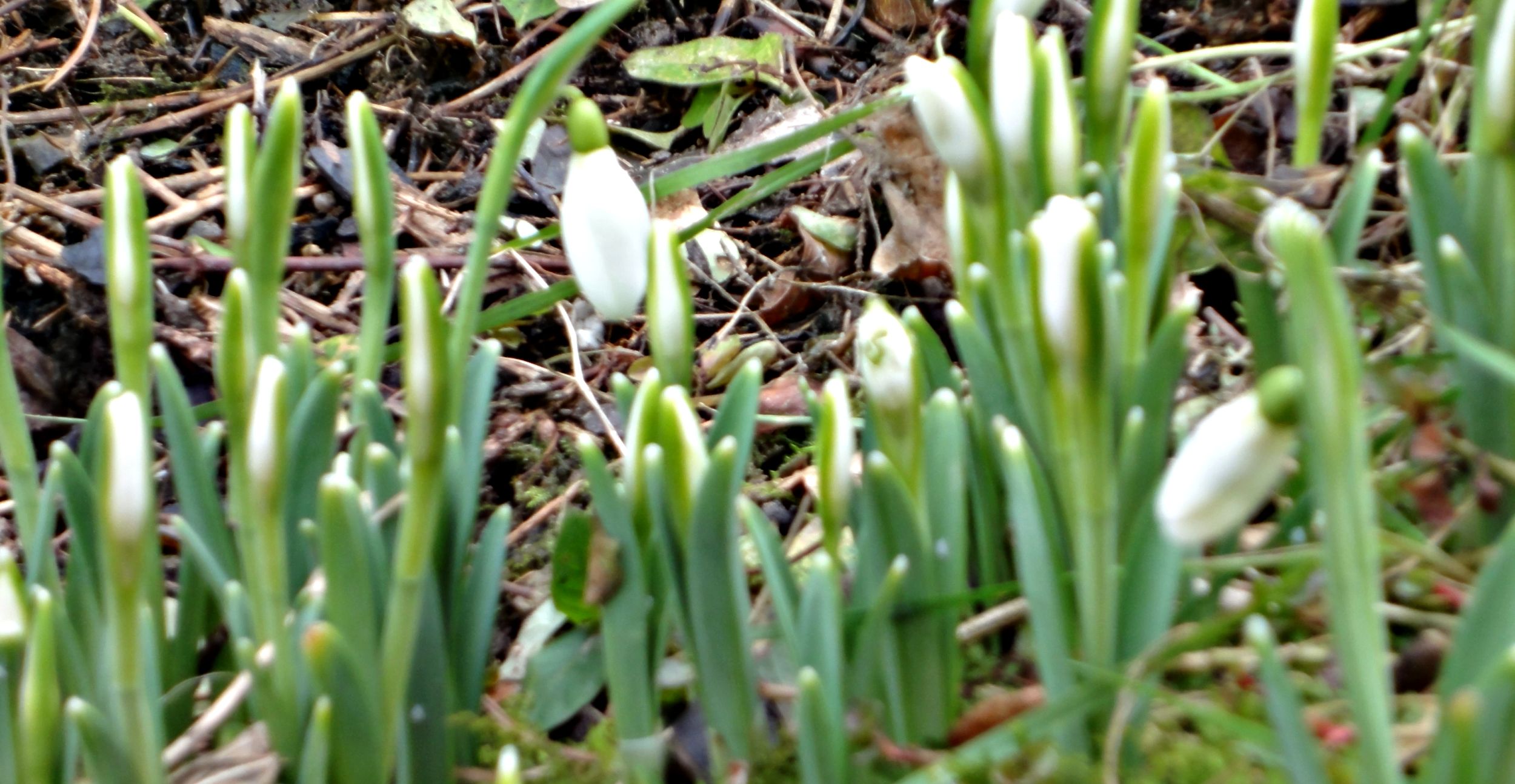galanthus